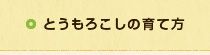 とうもろこしの育て方