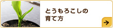 とうもろこしの育て方