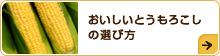 おいしいとうもろこしの選び方